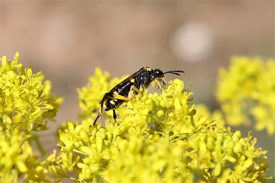 疯狂想念一个人的句子 表达对一个人疯狂想念的句子