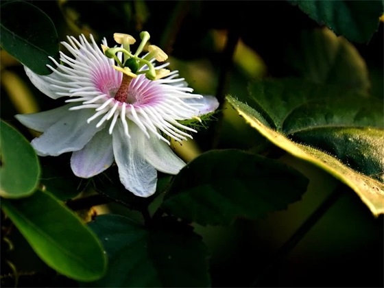 关于完美的句子109句