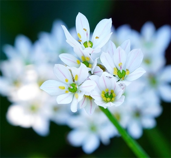 浮生六记的优美句子有哪些？