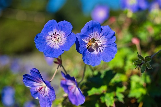 表达热爱祖国的句子