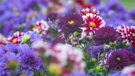 草莓的文案句子(草莓文案短句干净)