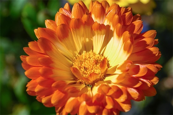 描写书籍的句子97句