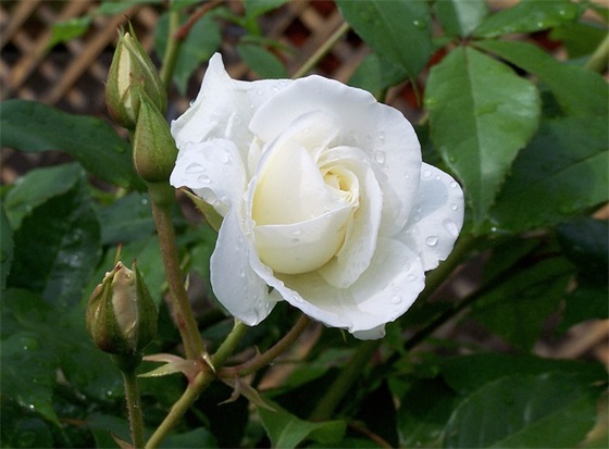 励志孩子上学句子