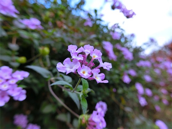 元宵节节日祝福128句