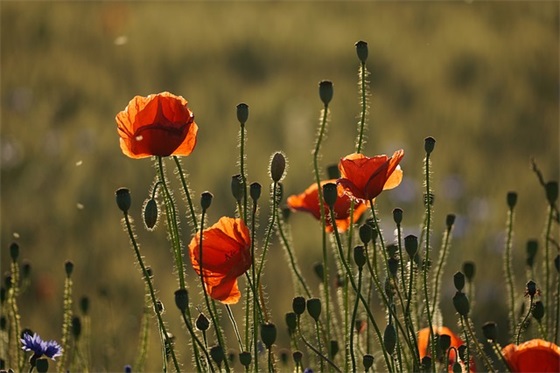 qq网名qq网名女生唯美伤感网名个性网名