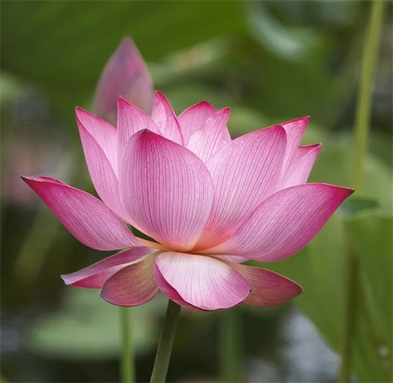 可爱萝莉个性网名大全