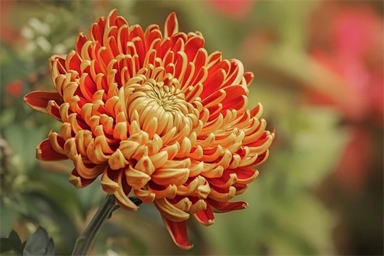 四字网名简单气质