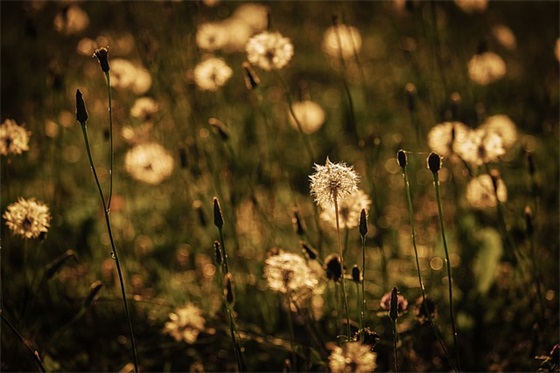 文雅古风的女生网名