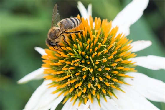 关于樱花的网名简单