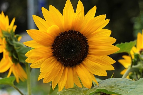 社会保障基金论文