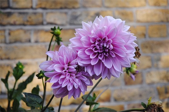 法律大专毕业论文