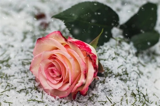 传单派发策划方案