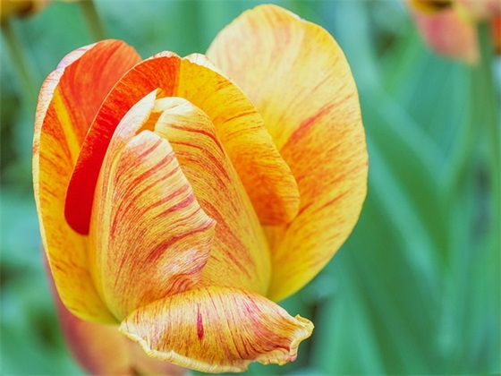 口腔医学技术技能