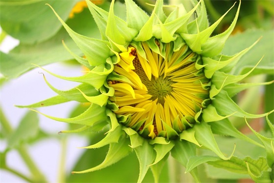 推荐带朵字网名女生的