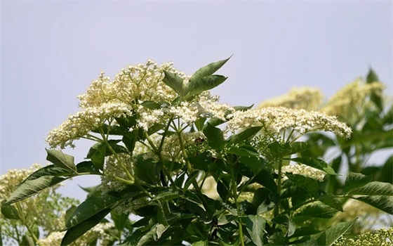 带薯条的网名推荐高级英文