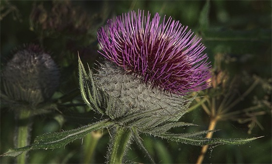 带啖福的网名昵称