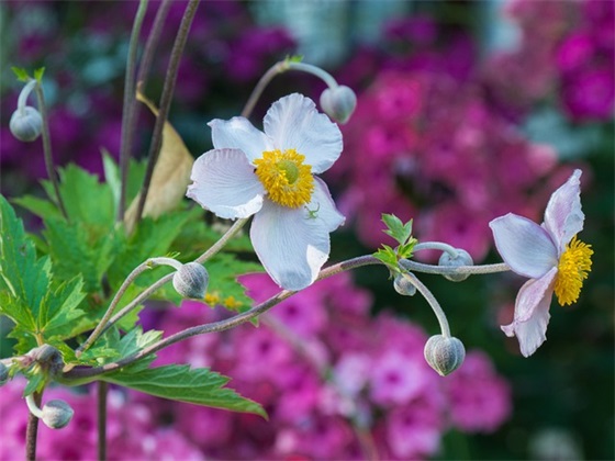 带偶像的网名热巴男