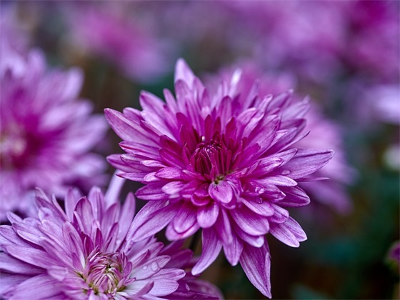 很纯很乖的网名(优选212个)