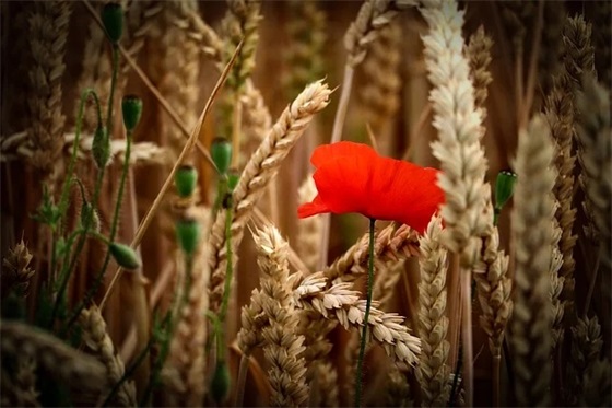 王者情侣名称简短好听高级