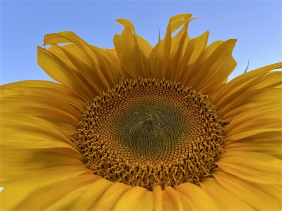 伟字带香字的网名