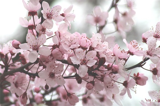 仙女网名带仙字的