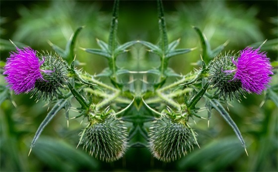 带雨莺的网名女孩