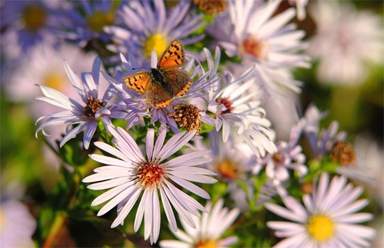 稀少好听的二字ID