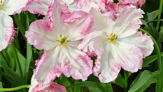 个性网名女生霸气冷酷