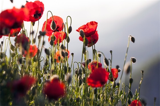 财神节祝福词88句