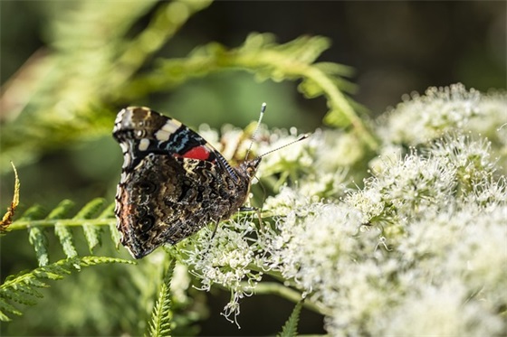 心情祝福短语88句