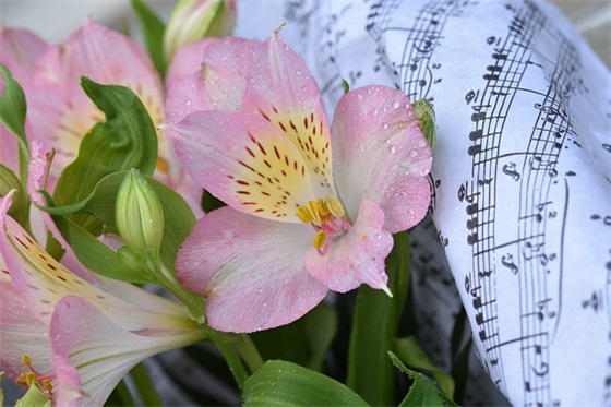 3.8妇女节快乐81句