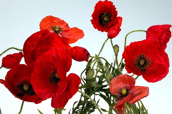 大班爸爸妈妈的简短寄语90句-50句