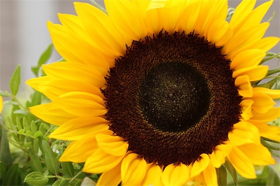 一年级新生家长寄语怎么写-51句