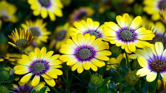 家长寄语幼儿园大班简短-51句