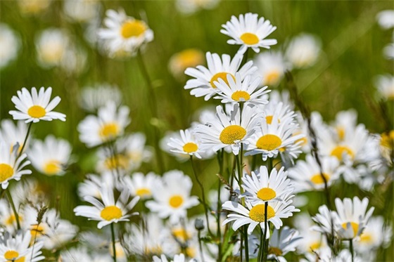 一年级期末班主任家长群寄语 【一年级班主任班级群里对家长说的话】