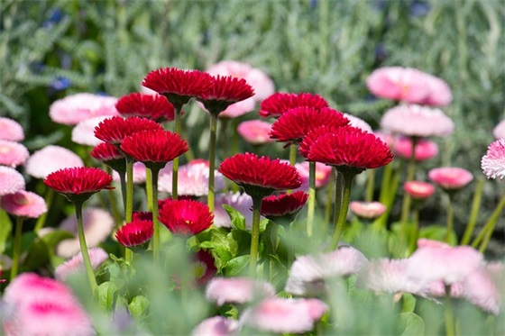 刚进一年级家长对孩子的寄语 【刚进入一年级家长寄语短句】