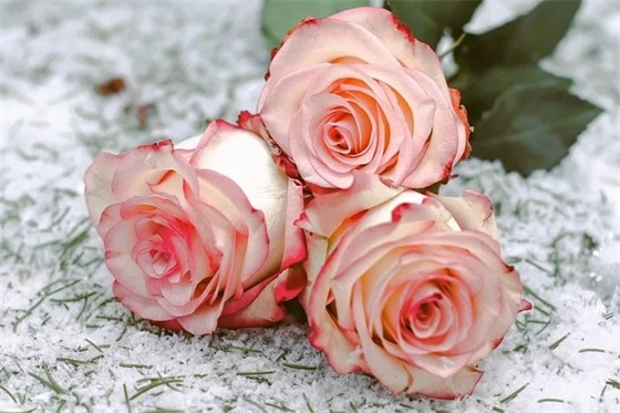 老师对幼儿园孩子毕业寄语 【老师对幼儿园毕业孩子的祝福语】