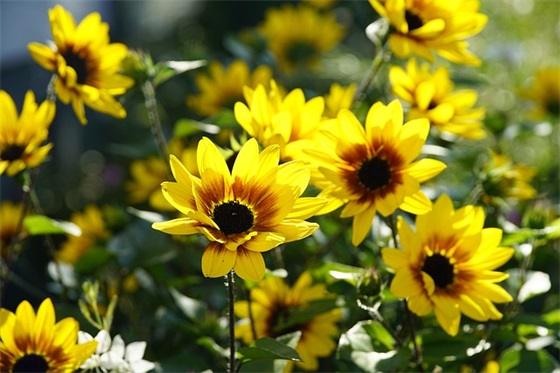 入学一年级寄语简短-100句