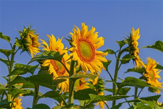 父母给高中生的寄语 【父母给高中生的寄语励志】