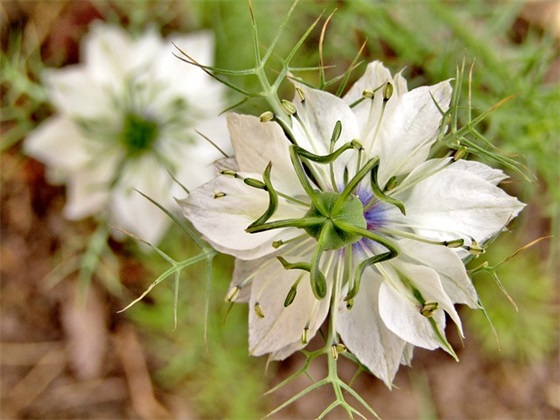 家长寄语表扬老师-100句