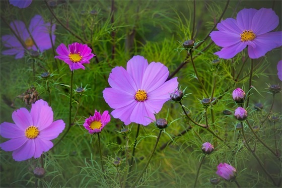 期末初中家长寄语怎么写 【期末家长寄语初中生】