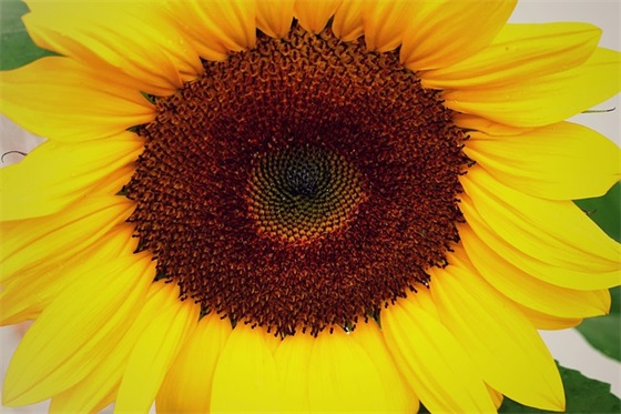 数学老师毕业寄语简短一句话 【数学老师毕业寄语简短一句话怎么写】