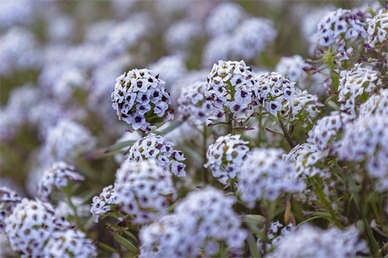 父母孩子生日寄语 【父母祝福孩子生日的话有创意】