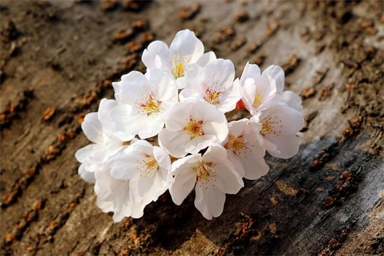 女儿马上上一年级给他的寄语 【女儿马上一年级了的说说】