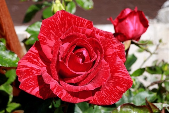 小升初老师给学生的寄语 【小升初老师给学生的寄语一句话】