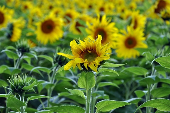 老师给毕业生的寄语 【老师给毕业生的寄语短句】