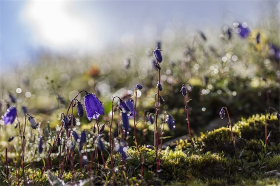 五年级父母的寄语-56句