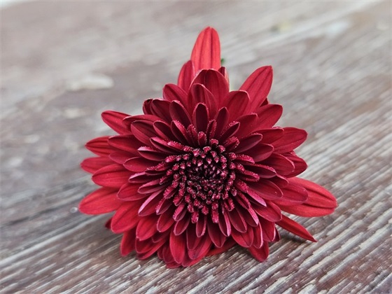 幼儿园家长对幼儿的寄语-53句