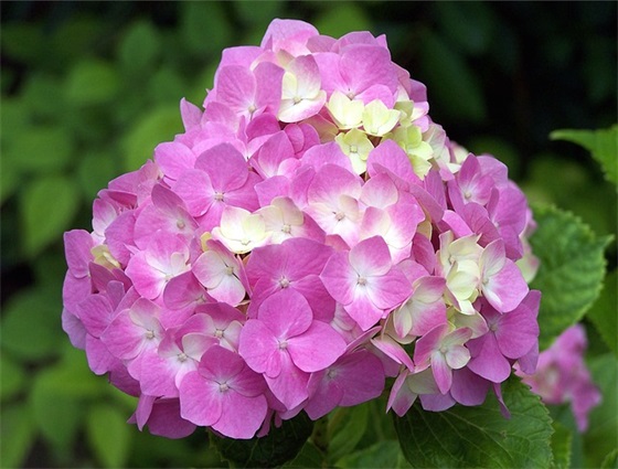 描写花的小清新句子