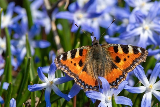 关于小王子好句子赏析